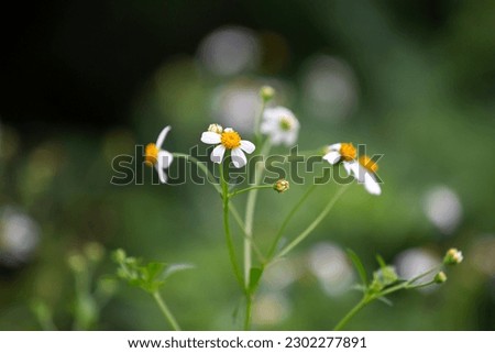  flowers in the garden. Shallow depth of field.