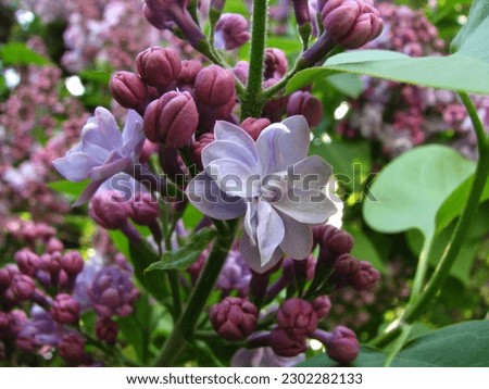 first purple flowers and lilac buds, spring garden 