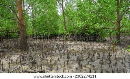 Avicennia Forest Environment With On The Edge Of The Tropical Sea Village Of Belo Laut, Indonesia