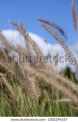 Royalty high quality free stock image of Imperata cylindrica Beauv in sunshine. Imperata cylindrica is a species of grass in the family Poaceae, blue sky as a background

