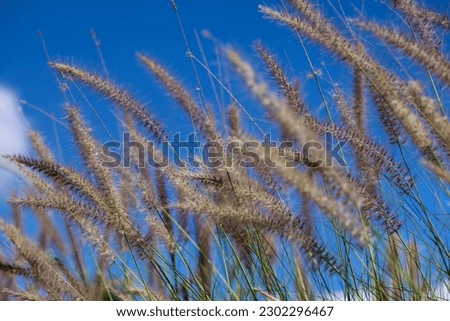Royalty high quality free stock image of Imperata cylindrica Beauv in sunshine. Imperata cylindrica is a species of grass in the family Poaceae, blue sky as a background
