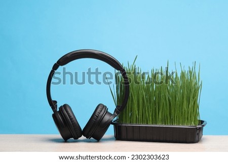 Stereo headphones and Green grass in pot on table, blue background. The effect of music on plant growth