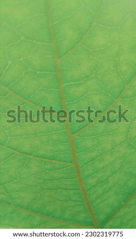 Vegetable leaf sheet in the garden