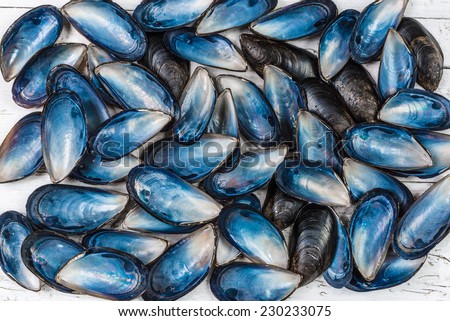 Blue shells, mussels shells top view background.
