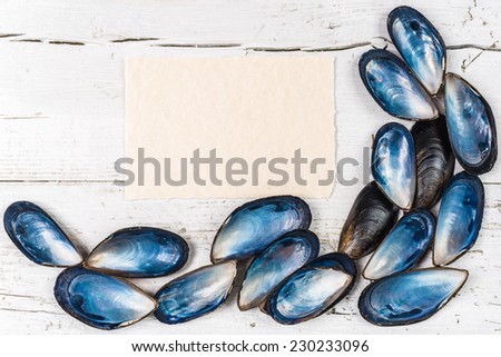 Seashells on white vintage background and white page, space for your text.Unusual.