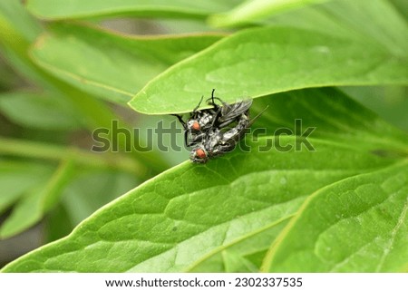Two large gray flies breed while sitting on a plant leaf.