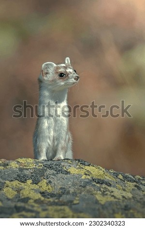 Close-up portrait of a
 White ermine (stoat - Mustela erminea) in shedding season posing on a rock against blurry pastel colored background, Piedmont Alps, Italy. Vertical, November.