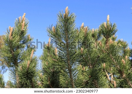 Green velvety pine on the background of satin blue sky.