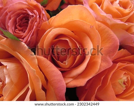 orange roses with lots of petals were captured by the camera at close range