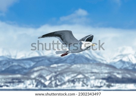 Seagull Soaring Freely in the Sky Royalty-Free Stock Photo #2302343497
