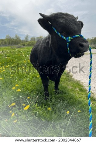 Blue Halter on Bull standing in grass.