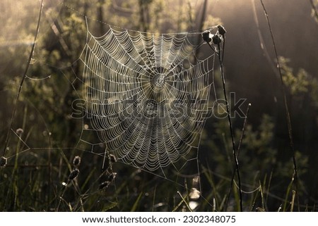 Morning drops of dew in a spider net on a sunny morning.