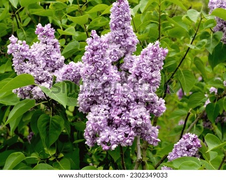 Syringa vulgaris - beautiful purple blossoms. Blooming lilacs with a pleasant fragrance. 