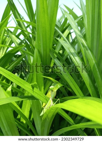 picture of a grasshopper perched on a green pandan leaf