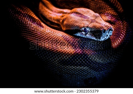 A red snake could be one of several species, as there are different types of snakes that exhibit red coloration. One example is the Eastern Coral Snake (Micrurus fulvius), which is a venomous snake fo