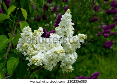 Beautifully blooming white lilac. Blooming lilacs with a pleasant fragrance.