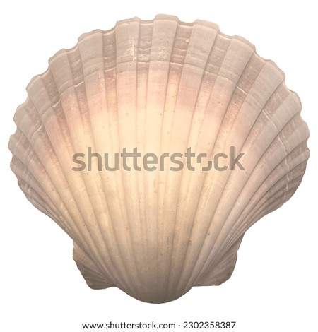 shell decoration natural top view