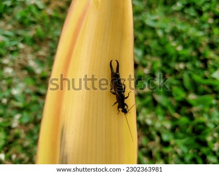 a earwig dermaptera that perches in the banana flower