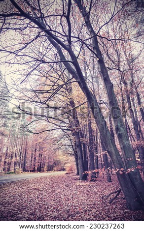 Retro vintage filtered picture of an autumnal forest.