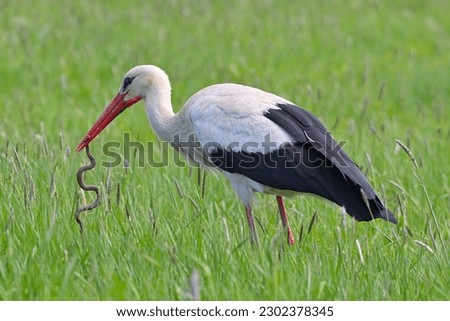 Adult White stork Ciconia ciconia with caught viper Vipera berus , natural spring green meadow background