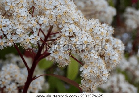 Viburnum tinus. The viburnum vat is a plant of the Caprifoliaceae family, widespread in the Mediterranean basin and in south-eastern Europe, commonly called laurotino or lentiline.