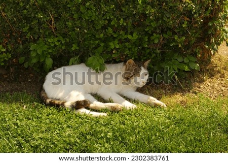 cat trying to sleep on the grass in summer. Beautiful white and black cat in outdoor.