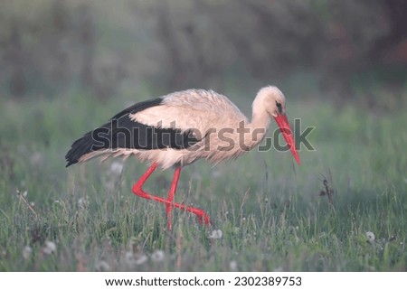 A male and female white stork is filmed in misty morning light on green grass. Birds collect large earthworms from the ground and deftly eat them.