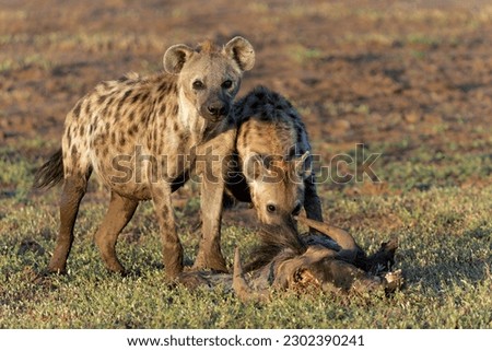 Spotted Hyena (Crocuta crocuta) eating from the carcass of a wildebeest in a Game Reserve in the Tuli Block in Botswana