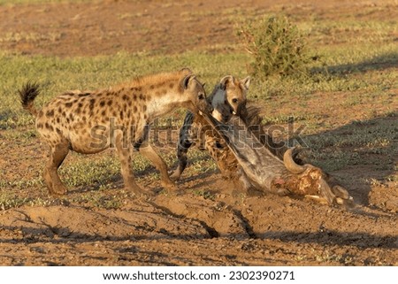 Spotted Hyena (Crocuta crocuta) eating from the carcass of a wildebeest in a Game Reserve in the Tuli Block in Botswana