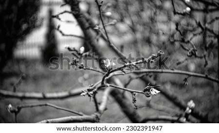 Young leaves and flowers on a branch, black and white photograph