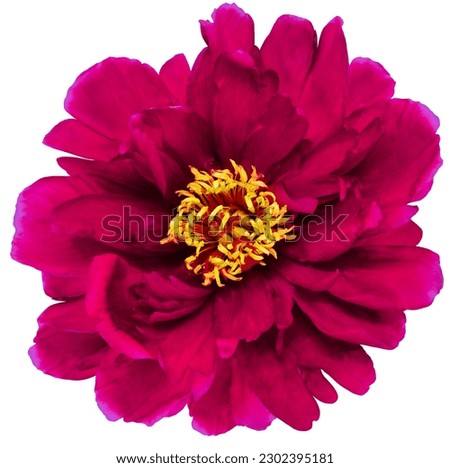 Bright pink   peony flower  on white isolated background with clipping path. Closeup. For design. Nature.