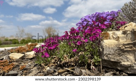Pink and purple flowers growing on a rockery