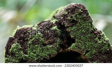 Green moss on a tree log in the forest