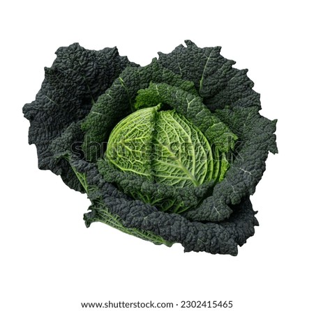 Savoy cabbage isolated super food close up. Top view

 Royalty-Free Stock Photo #2302415465