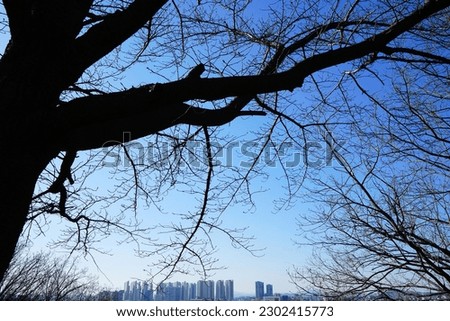 Beautiful leafless tree with blue sky view in the outdoor