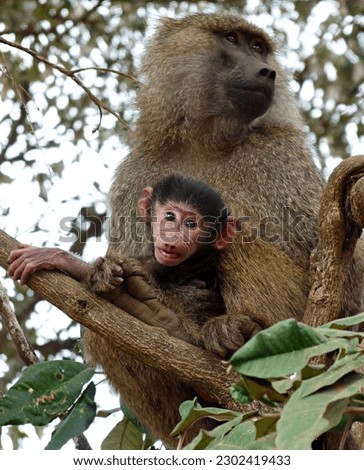 Close up in tree of Mother baboon and cute tiny baby looking at camera. High quality photo