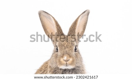 Healthy lovely baby bunny easter rabbit on white background. Cute fluffy rabbit on white background Animal symbol of easter day festival.  Royalty-Free Stock Photo #2302421617
