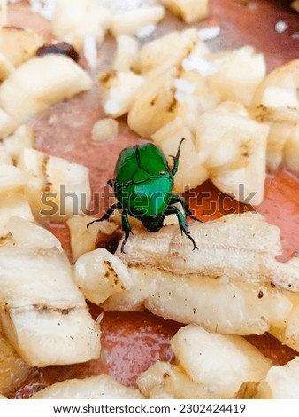 Nice beetle  in the Sri Lanka