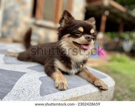 Cute of brown chihuahua dog with home