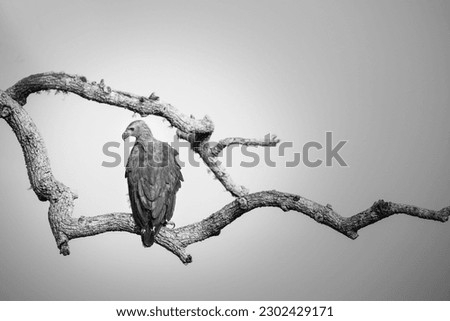 A monochrome image of a juvenile white breasted sea eagle perched on a branch.