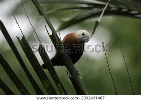 Hajj bondol, haji sparrow, or what is called emprit haji in Javanese, is a bird that belongs to the Estrildidae tribe.