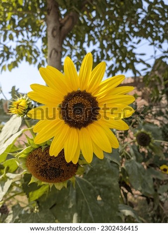 Home garden capture sunflower picture