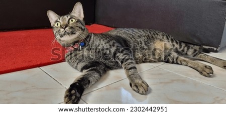 This stock photo features a cute tabby cat with distinctive stripes, peacefully dozing off on the floor. The feline is lying on its side with its legs tucked in, and its eyes are closed in a contented