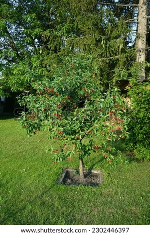 The fruit of the dwarf cherry tree, Prunus avium, ripens in June. Prunus avium, wild-, sweet-, gean-, or bird cherry is a species of cherry, a flowering plant. Berlin, Germany Royalty-Free Stock Photo #2302446397