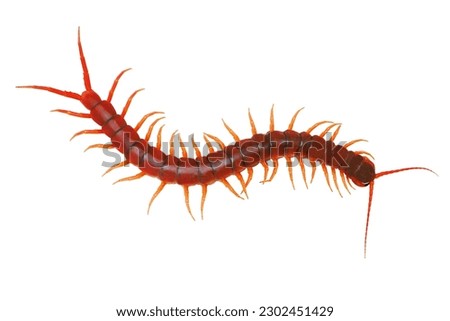 Centipedes are invertebrates belonging to the class Chilopoda, in the phylum arthropods. It is a legged animal found in the humid tropics. Lives on land. There are many sizes. Most of the body length Royalty-Free Stock Photo #2302451429