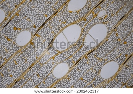 photo of a plant tissue under the microscope
 Royalty-Free Stock Photo #2302452317