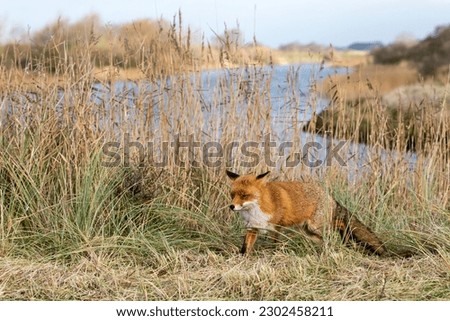 Red Fox Standing in A Natural Background by the Water in A National Park
