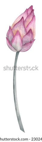 Lotus Flower Bud. Hand drawn watercolor illustration of pink water Lily on isolated background. Drawing of blooming Asian plant Waterlily for greeting cards or wedding invitations. Sketch for Spa.