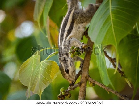 squirrel. With tufted ears eating and searching food. Eastern gray squirrel, Rodents, Rodentia, Sciuromorpha, Sciuridae. Sciurus. Sciurini. Pteromyini. Callosciurinae. Ratufinae. Sciurinae. Xerinae Royalty-Free Stock Photo #2302469563