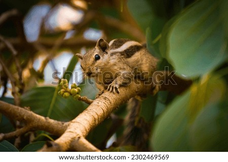 squirrel. With tufted ears eating and searching food. Eastern gray squirrel, Rodents, Rodentia, Sciuromorpha, Sciuridae. Sciurus. Sciurini. Pteromyini. Callosciurinae. Ratufinae. Sciurinae. Xerinae Royalty-Free Stock Photo #2302469569
